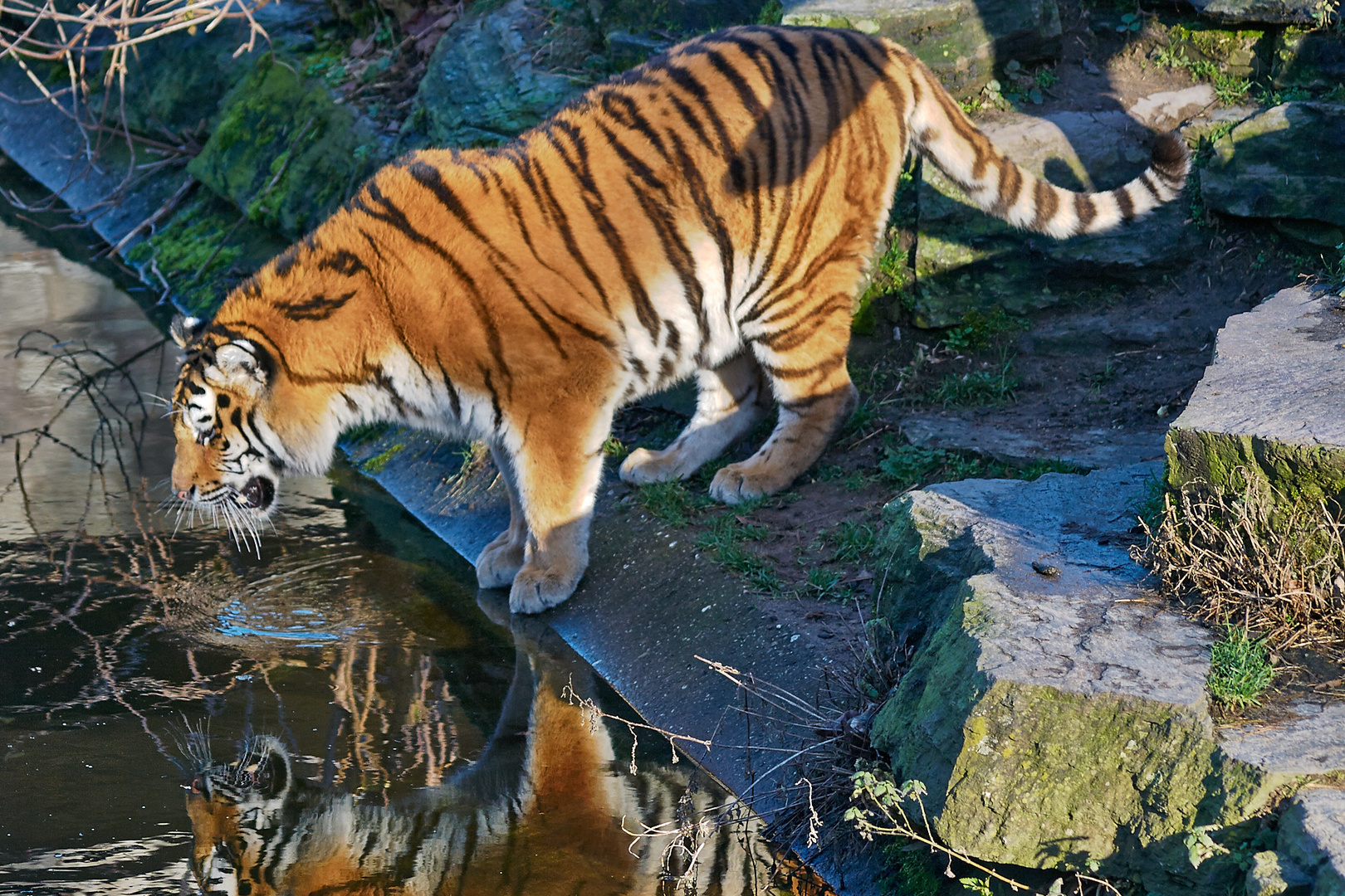 Tiger im Kölner Zoo