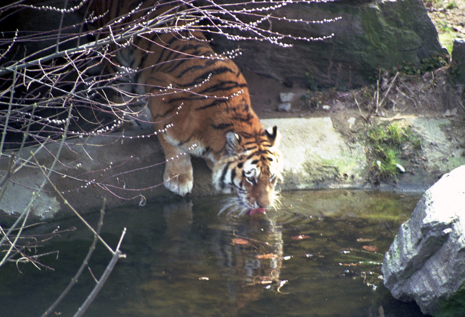 Tiger im Kölner Zoo