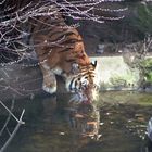 Tiger im Kölner Zoo