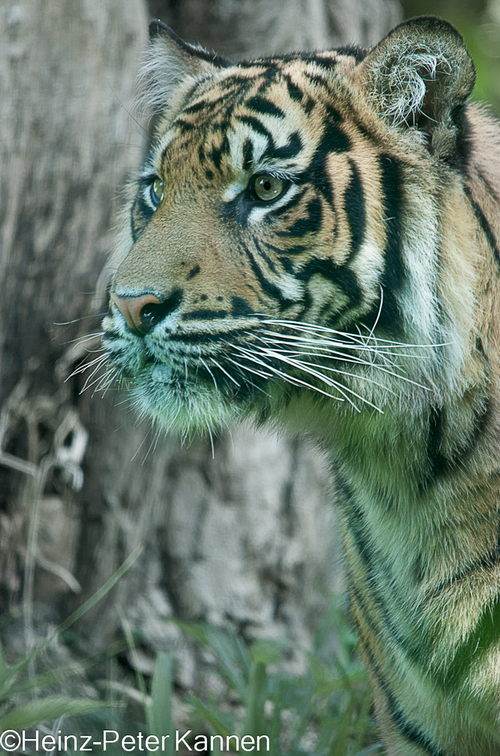Tiger im Krefelder Zoo 2013