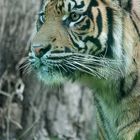 Tiger im Krefelder Zoo 2013