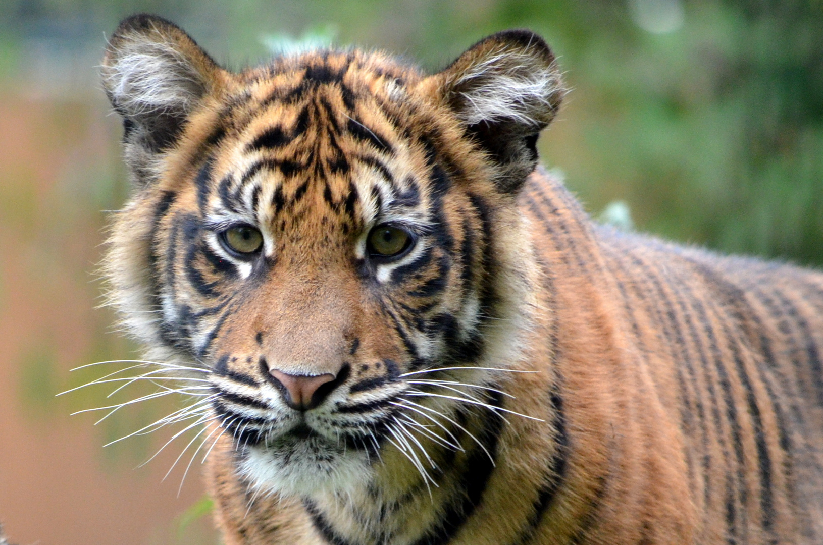 Tiger im Krefelder Zoo