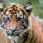 Tiger im Krefelder Zoo