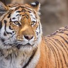 Tiger im Leipziger Zoo