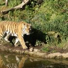 Tiger im Leipziger Zoo