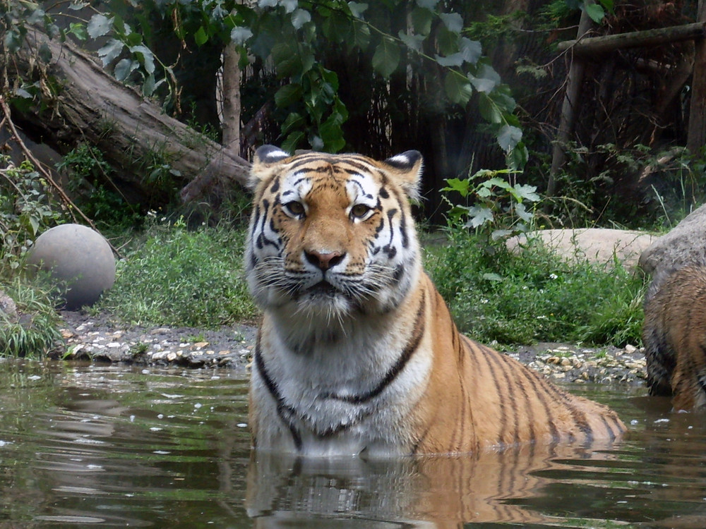 Tiger im Leipziger Zoo