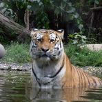 Tiger im Leipziger Zoo