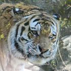 Tiger im Leipziger Zoo 