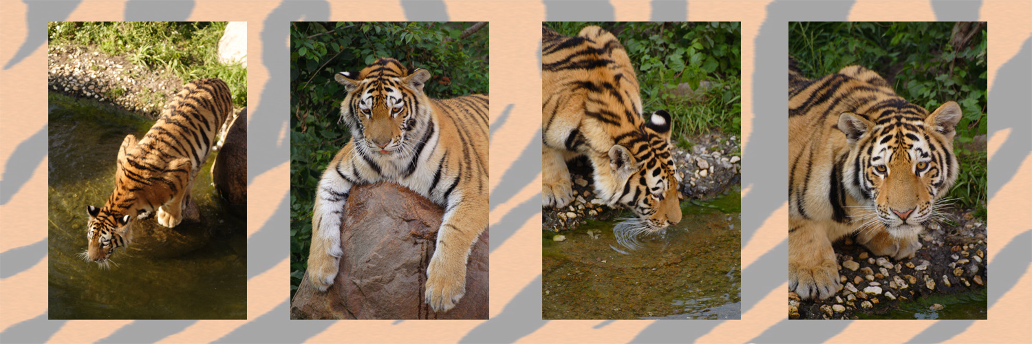 Tiger im Leipziger Zoo