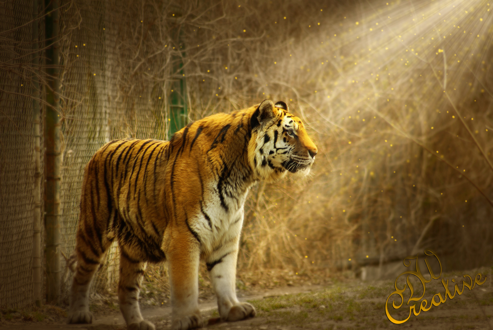 Tiger im Licht