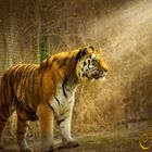 Tiger im Licht