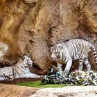  Tiger im Loro-Park