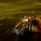 Tiger im Meer