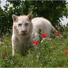 Tiger im Mohn