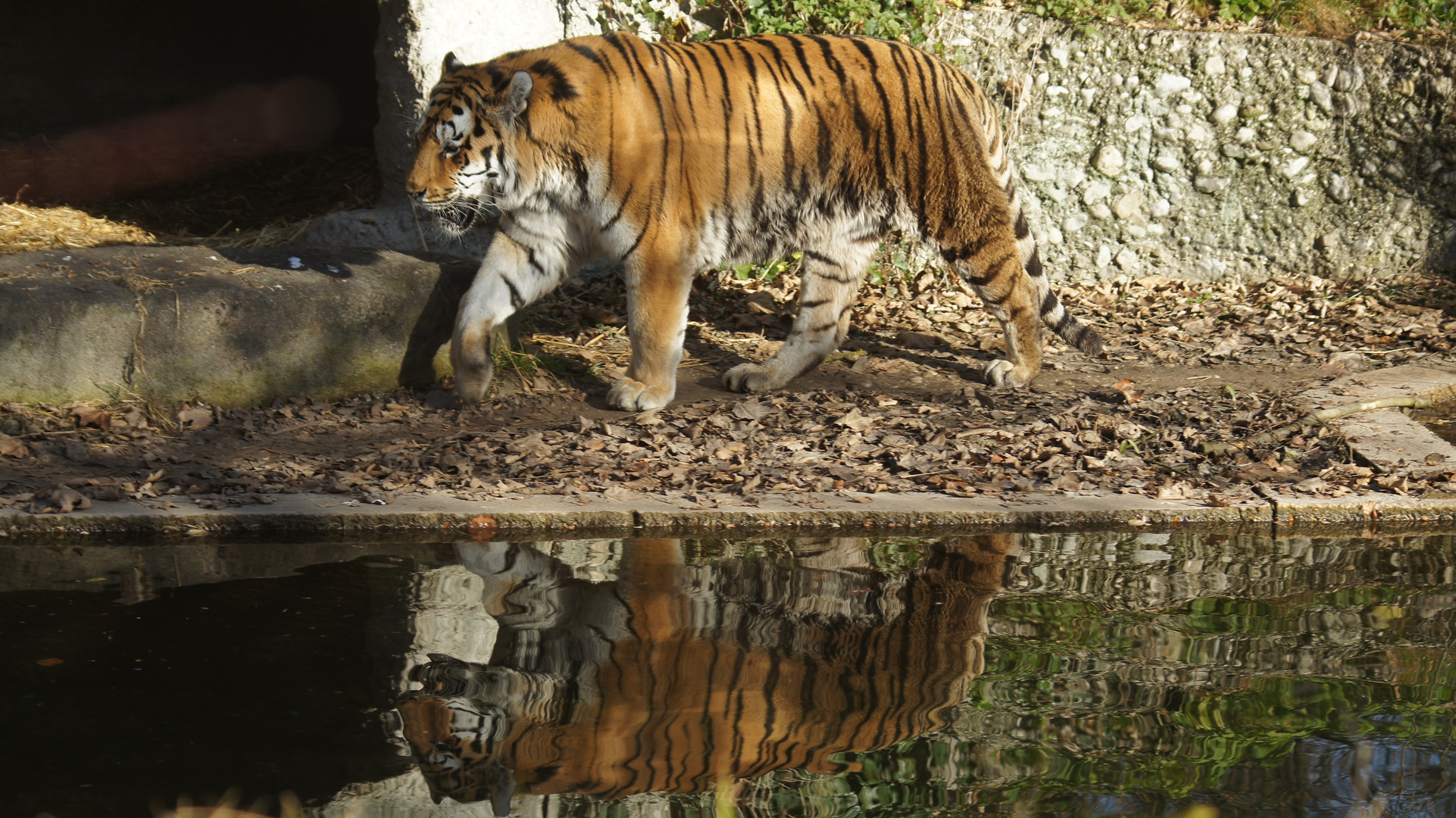 Tiger im Münchner Tierpark