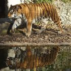 Tiger im Münchner Tierpark