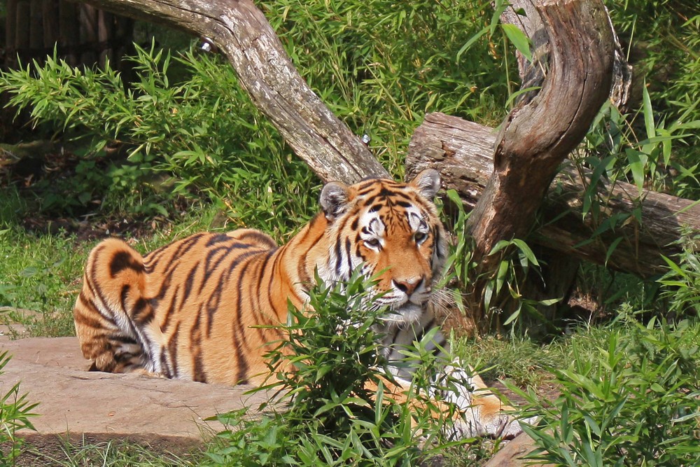 Tiger im Münsteraner Zoo