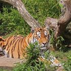 Tiger im Münsteraner Zoo