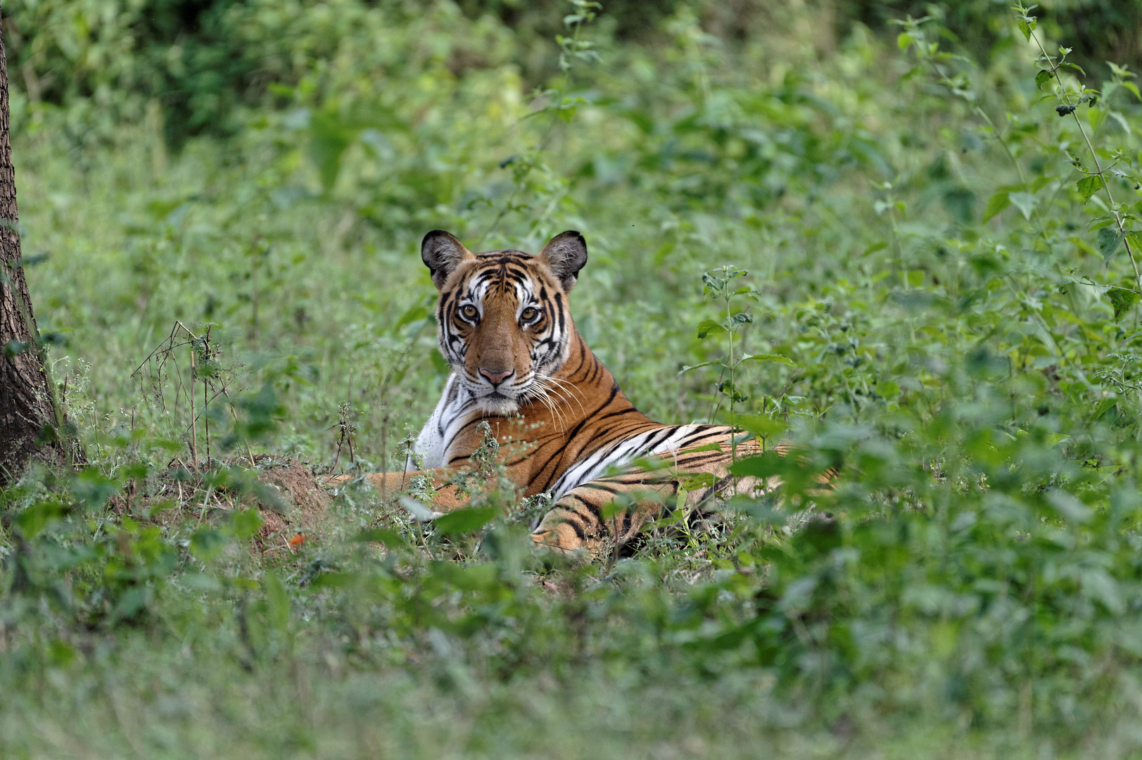 Tiger im Nagarhole Park