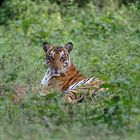 Tiger im Nagarhole Park