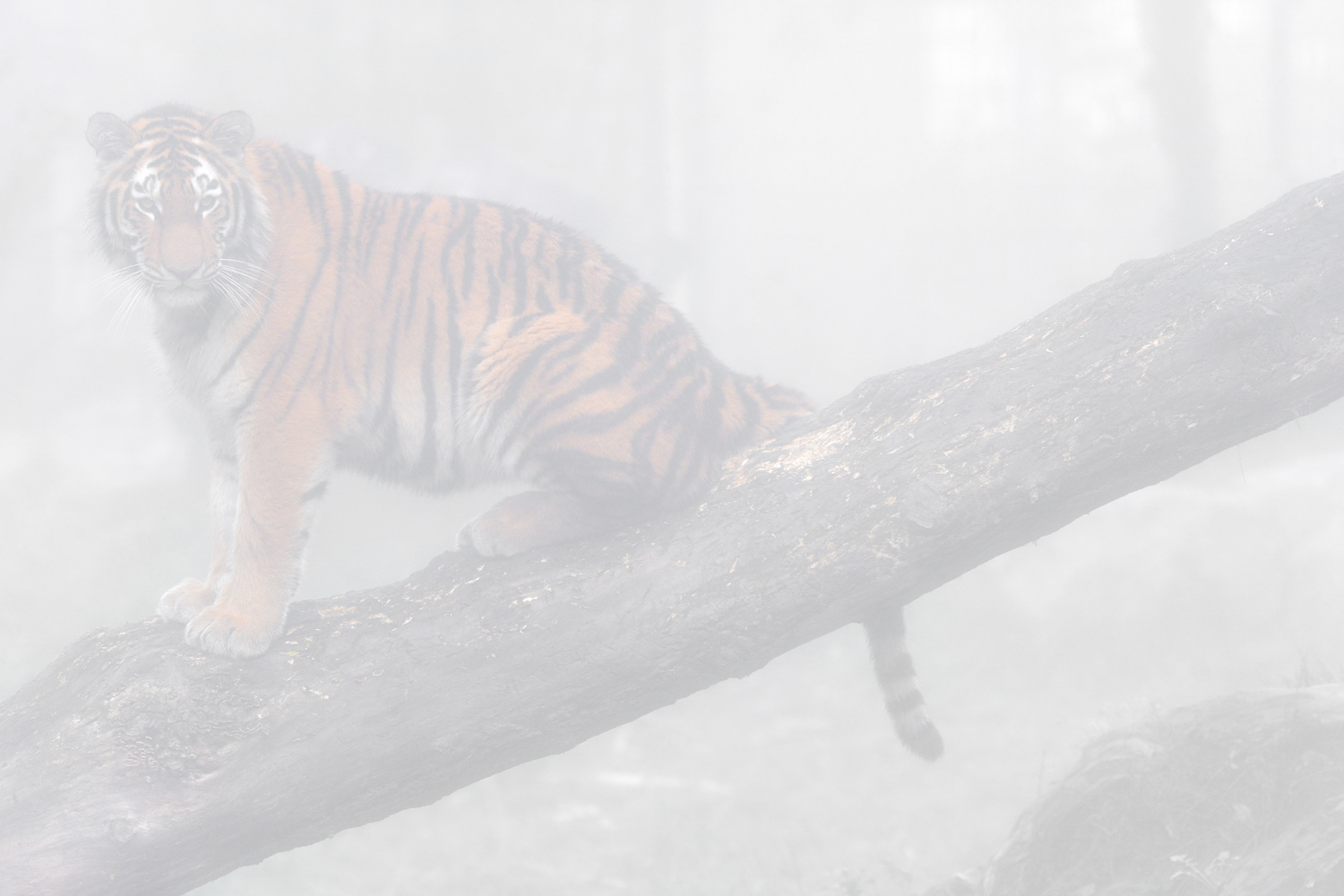 Tiger im Nebel