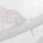 Tiger im Nebel