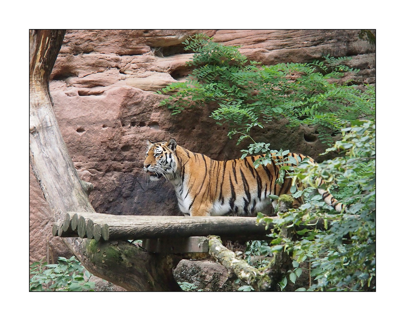 Tiger im Nürnberger Tiergarten