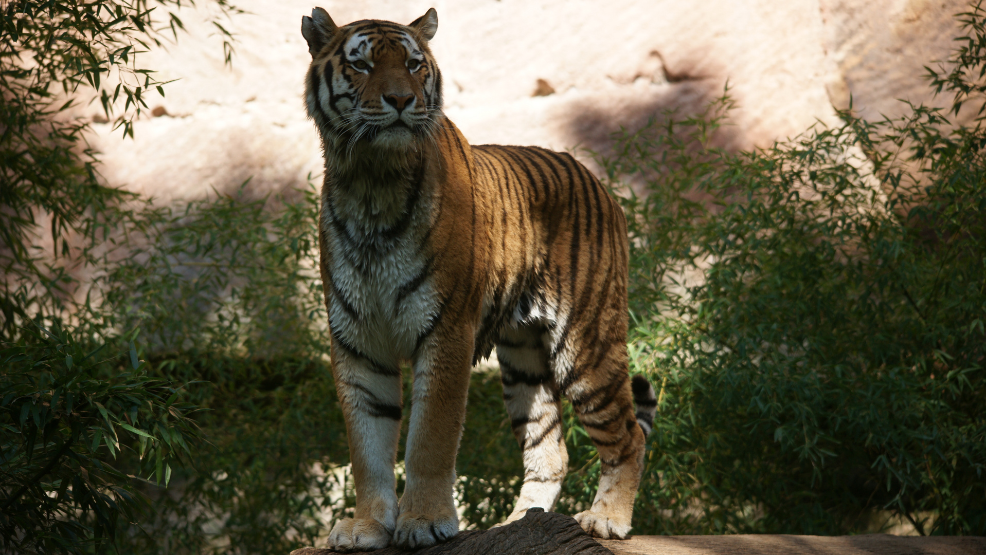 Tiger im Nürnberger Tiergarten