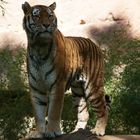 Tiger im Nürnberger Tiergarten