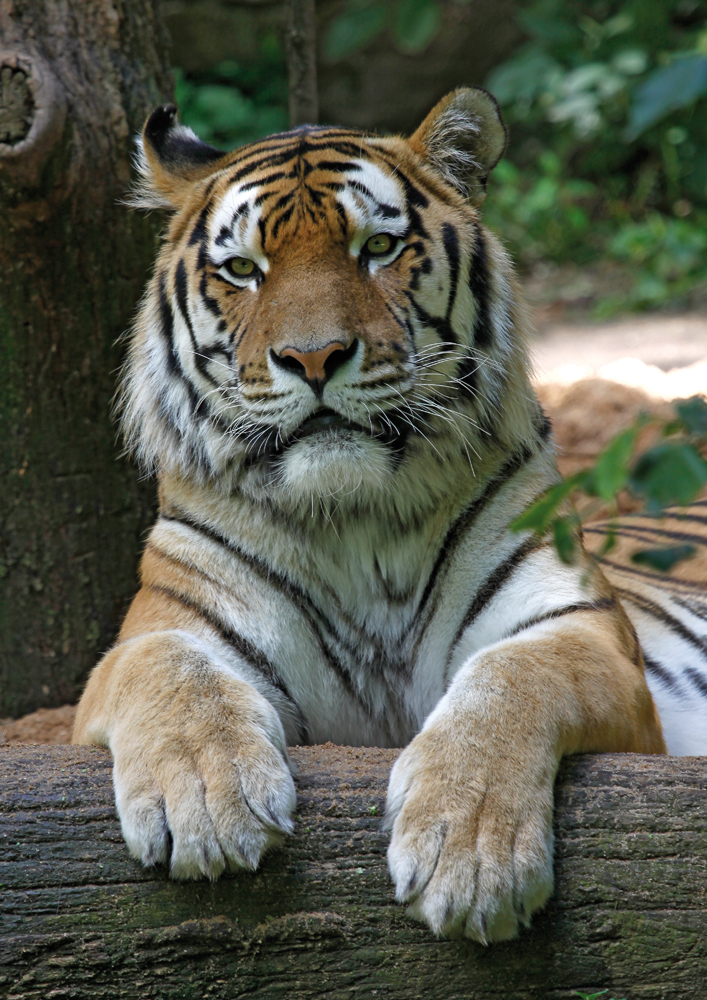 Tiger im Nürnberger Tiergarten