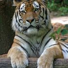 Tiger im Nürnberger Tiergarten