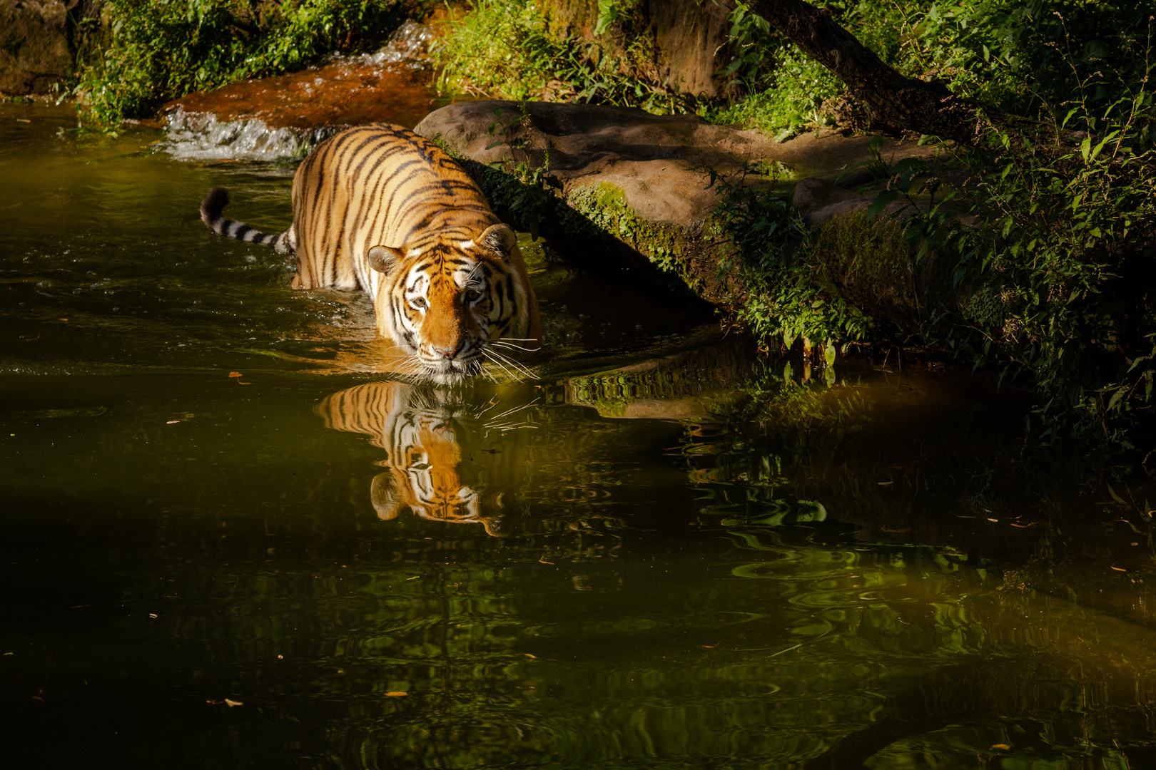 Tiger im Nürnberger Zoo