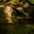 Tiger im Nürnberger Zoo