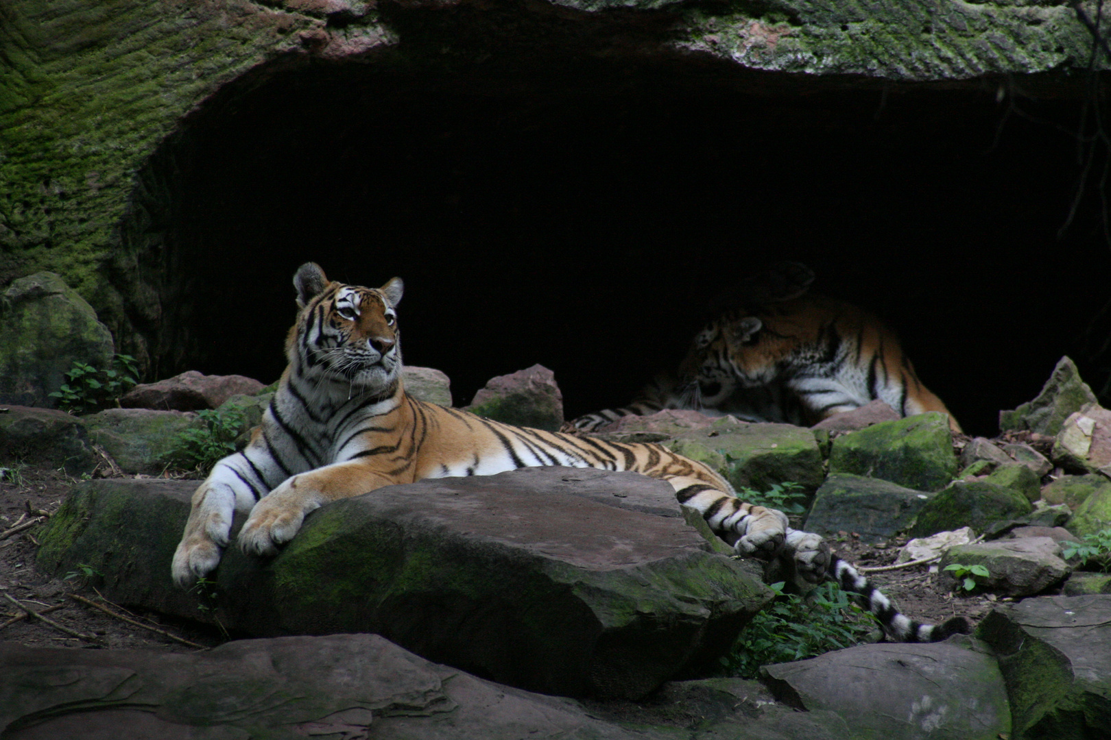 Tiger im Nürnberger Zoo