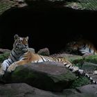 Tiger im Nürnberger Zoo