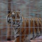 Tiger im Nürnberger Zoo