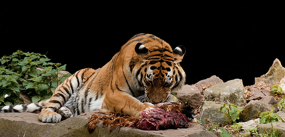 Tiger im Nürnberger Zoo