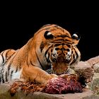 Tiger im Nürnberger Zoo