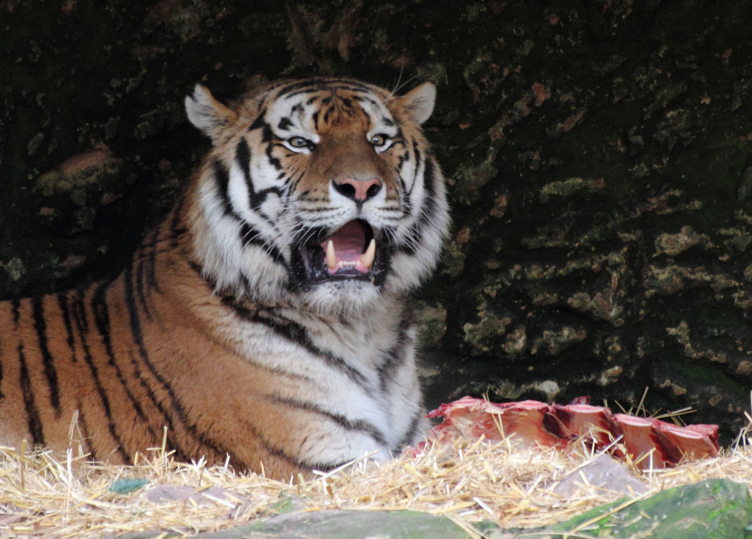 Tiger im Nürnberger Zoo