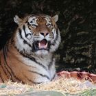 Tiger im Nürnberger Zoo