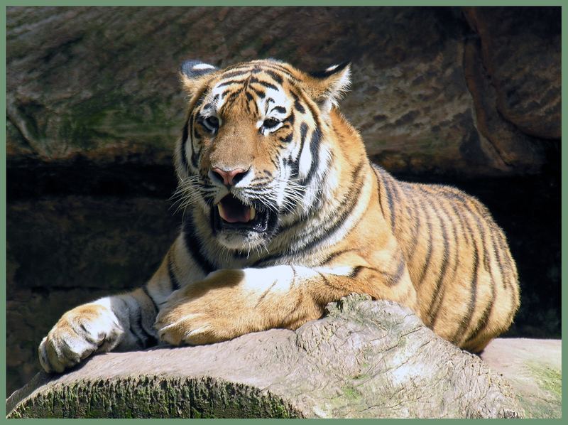Tiger im Nürnberger Zoo