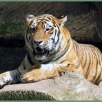 Tiger im Nürnberger Zoo