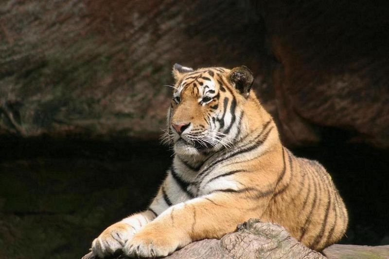 Tiger im Nürnberger Zoo