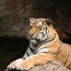 Tiger im Nürnberger Zoo