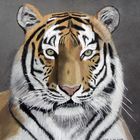 Tiger im Porträt - mit Pastellkreidestiften gemalt