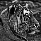 tiger im profil ...