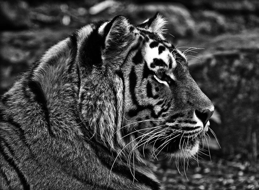 tiger im profil ...