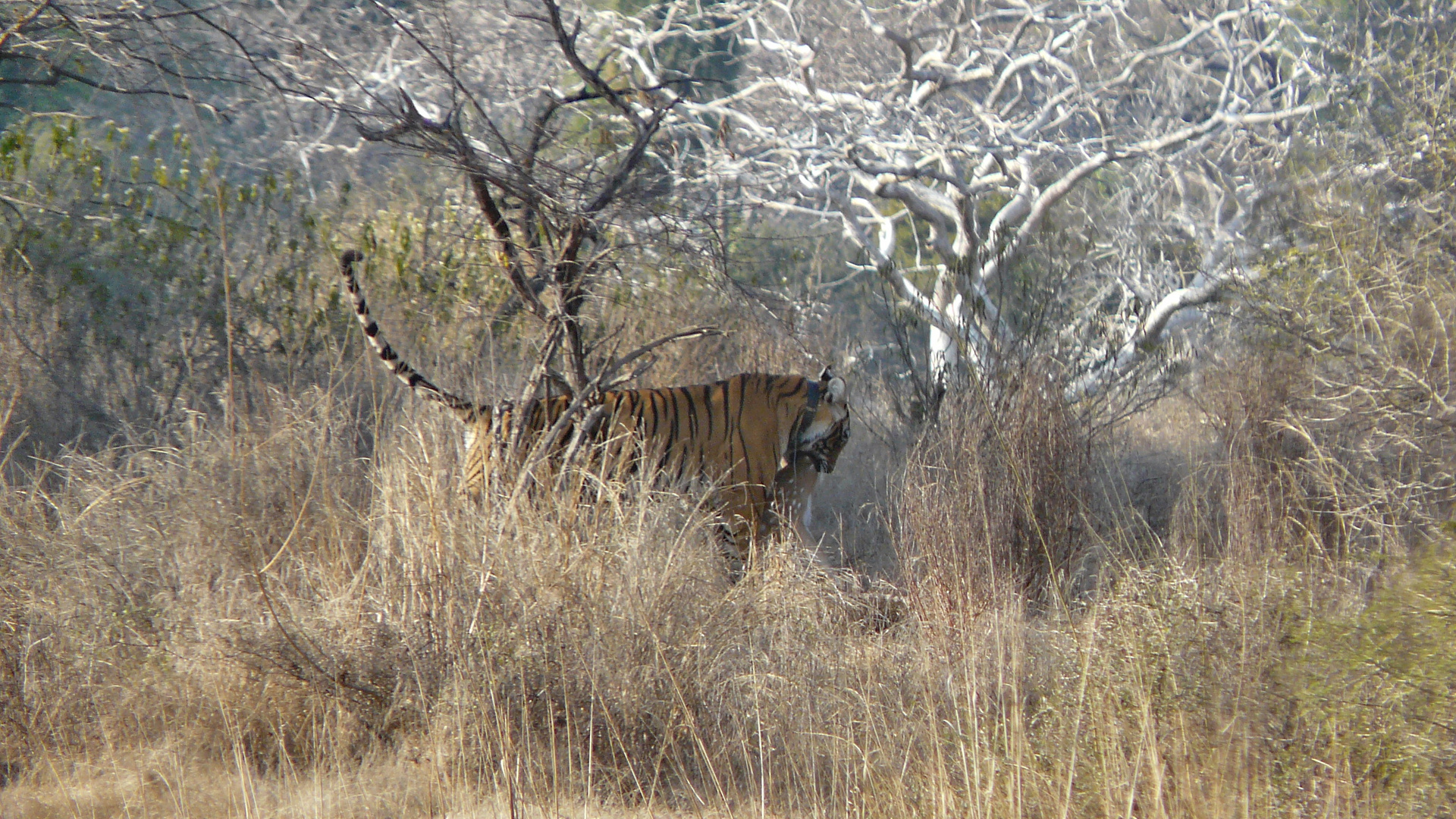 Tiger im Ranthambore National Park