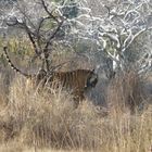 Tiger im Ranthambore National Park