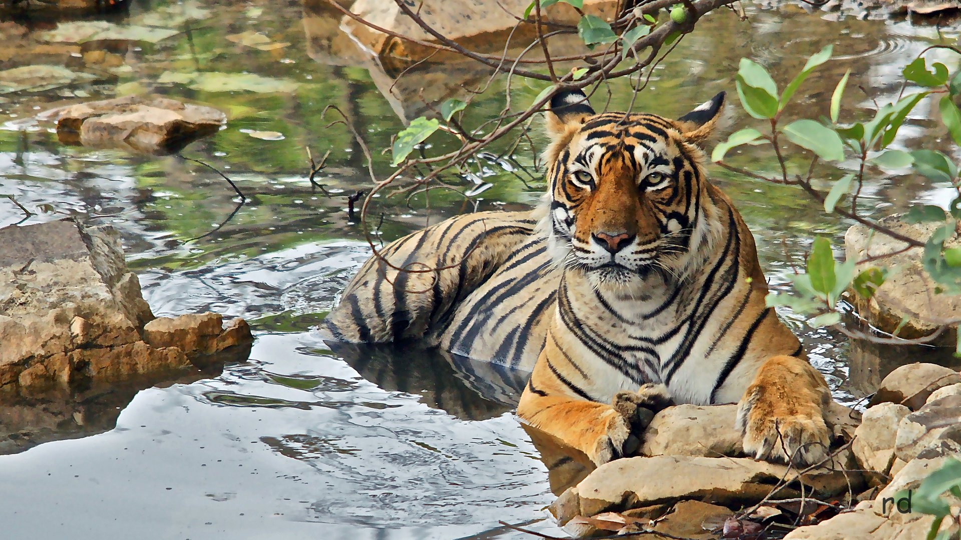 Tiger im Ranthambore Nationalpark in Indien